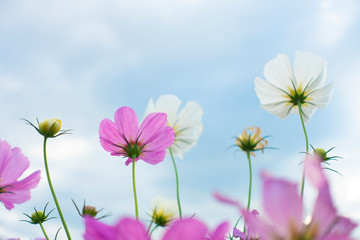 Fototapeta premium Summer time natural background with various cosmos flower with beautul sky sunset. 