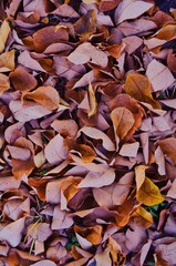 dry leaves on the ground
