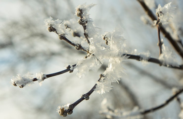 snow covered tree branch