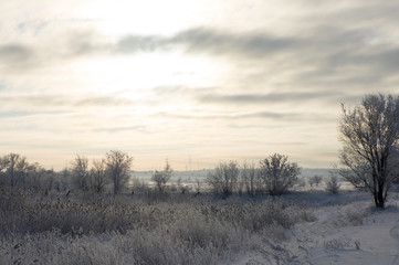 Reeds and small trees, cold winter morning
