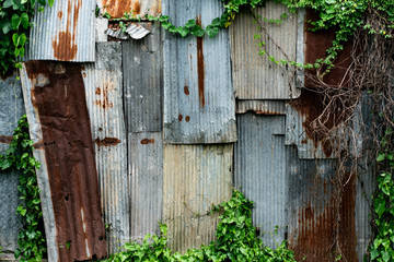 Rust Old metal sheet roof with Green Leaf Plant