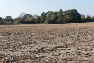 Field harvested after maize.