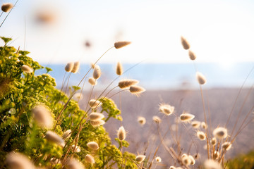 Lumière dans les dune en Bretagne