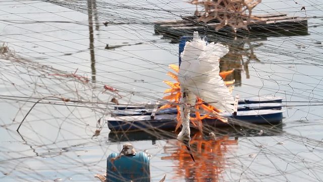 Dead bird's cought in Nets fishponds