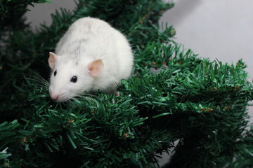 The rat is a symbol Of the new year 2020. Decorative Rat breed Husky sits on the branches of an artificial Christmas tree.