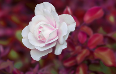 roses for holidays and gift