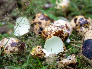 close up of quail eggs shell on the green lawn.