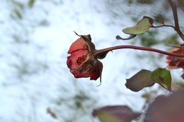 Rose in the cold.