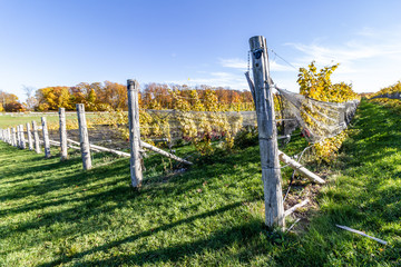 vineyard in the fall