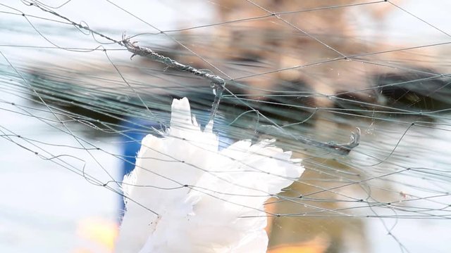 Dead bird's cought in Nets fishponds
