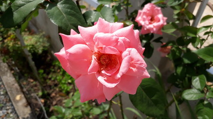pink rose in the garden