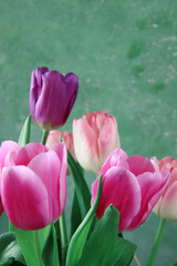 pink tulips in the garden