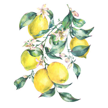 Watercolor Vintage Greeting Card, Branch Of Fresh Citrus Yellow Fruit Lemon