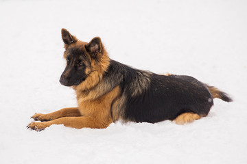 Brown shepherd lying on the snow in the park. Walking purebred dog