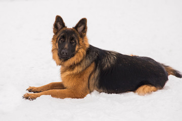 Brown shepherd lying on the snow in the park. Walking purebred dog