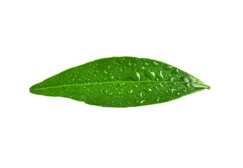 Naklejka na ściany i meble Fresh green tangerine leaf with water drops on white background