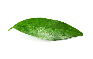 Fototapeta na wymiar Fresh green tangerine leaf with water drops on white background