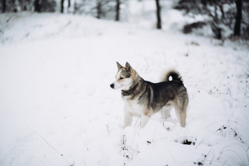 dog in winter forest