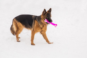 Brown shepherd with toy walking on the snow in park on the playground