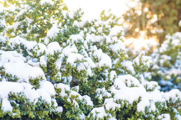 Winter garden bushes at sunset