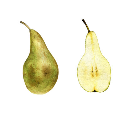 watercolor drawing green pear