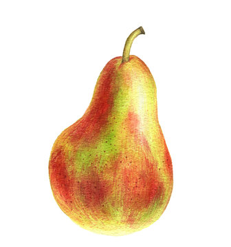 watercolor drawing green pear