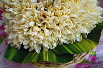 Fragrant hei necklace made with fresh tiare flowers in Tahiti, French Polynesia