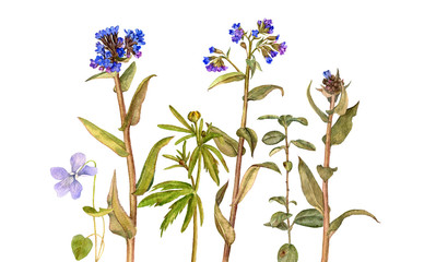 Fototapeta na wymiar watercolor drawing flowers and plants