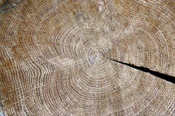 Texture of tree rings on transverse sawn oak. Closeup of white and dark tree rings. The concept of nature design.