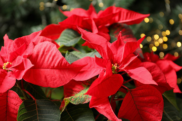 Beautiful poinsettia on blurred background. Traditional Christmas flower