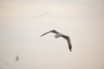 Fototapeta na wymiar flying seagulls