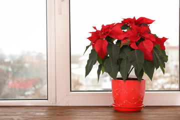 Beautiful poinsettia (traditional Christmas flower) in pot on windowsill. Space for text