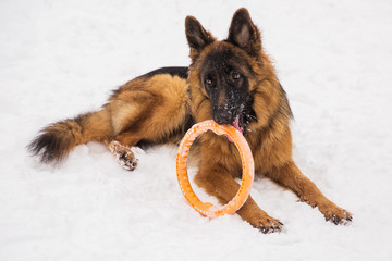 Brown shepher with orange round toy on the snow in a park. Walking purebred dog