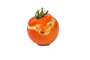 Split, cracked tomatoe due to rain after drought, Gardening problem.