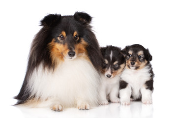 sheltie dog lying down with two puppies
