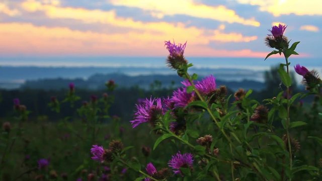 Morning breeze swaying blooming thistle early in the morning over a misty valley.