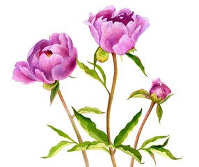 watercolor drawing pink peony flowers