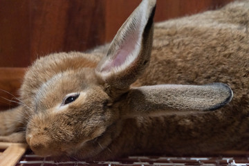 close up high angle shot of domesticated bunny rabbit relaxing next to enclosure gate