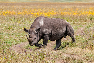 Black Rhinoceros running  in the Ngorongoro Crater in Tanzania