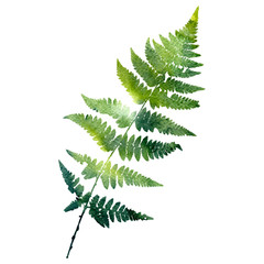 watercolor fern leaf silhouette