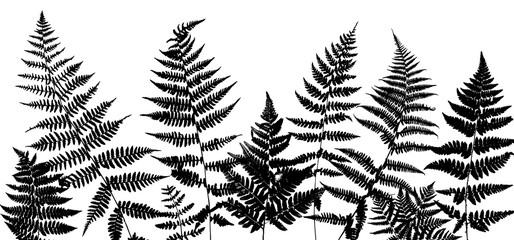 Background with fern leaves - obrazy, fototapety, plakaty