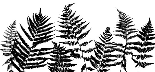Background with fern leaves