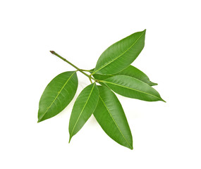 Mango leaf on white background