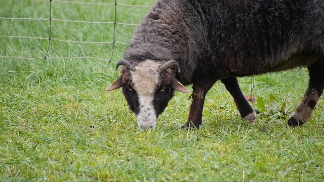 black sheep with horns grazing fresh grass