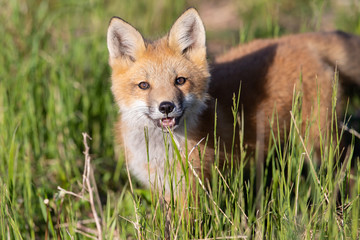 Fototapeta na wymiar Curious Fox Kit