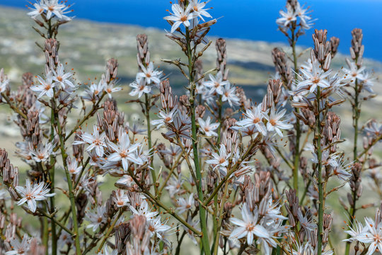 Wei&szlig;e Affodill (Asphodelus albus) auf Santorini in Griechenland