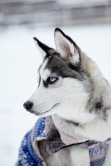 Siberian husky dog closeup portrait.Puppy.Emotion of dog.Looking serious