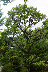 Fototapeta na wymiar Japanese style tree