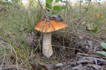 Autumn mushrooms