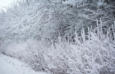 snow-covered trees along the road